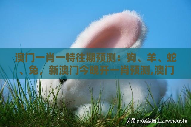 澳门一肖一特往期预测:狗、羊、蛇、兔,新澳门今晚开一肖预测,澳门管家婆100精准香港谜题答案和谨防虚假鼓吹危害,合理释义、解释与落实