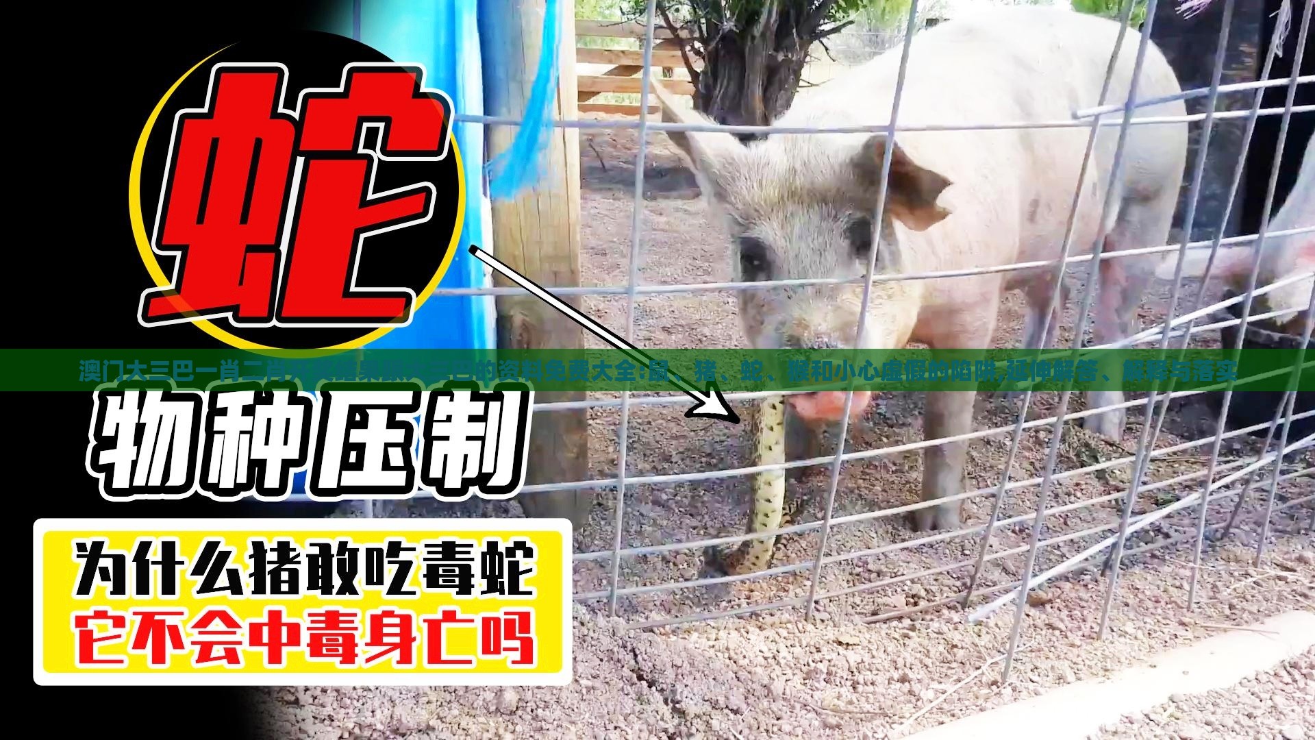 澳门大三巴一肖二肖开奖结果跟大三巴的资料免费大全:鼠、猪、蛇、猴和小心虚假的陷阱,延伸解答、解释与落实