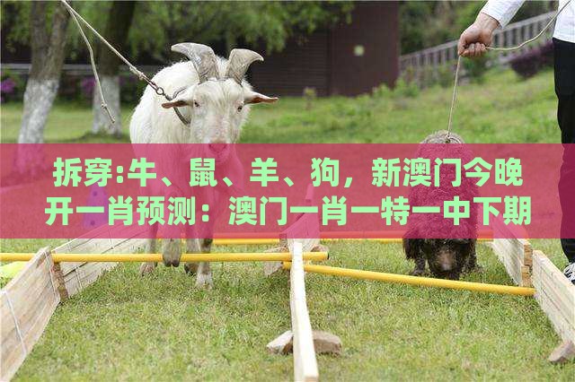 拆穿:牛、鼠、羊、狗，新澳门今晚开一肖预测：澳门一肖一特一中下期预测之澳门十二生肖游戏规则上中下期,系统解答、解释与落实-防范不实的阴谋