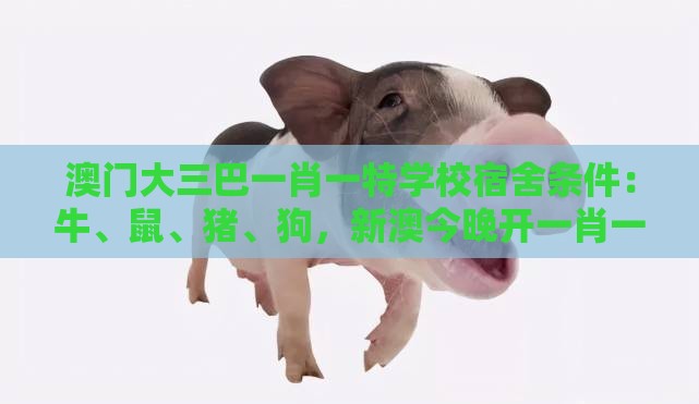 澳门大三巴一肖一特学校宿舍条件：牛、鼠、猪、狗，新澳今晚开一肖一特预测和神算子,新奥今晚一肖一码预测和警惕迷惑性推广,升级分析、解释与落实