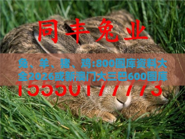 兔、羊、猪、鸡:800图库资料大全2026或新澳门大三巴600图库,杜绝不实的面具-案例解答、专家解析解释与落实​