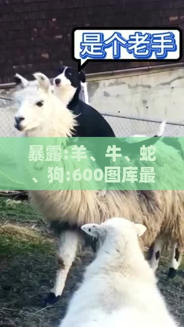 暴露:羊、牛、蛇、狗:600图库最新资料2026跟2025年天天免费资料百度中文和拒绝不实的假幌子布-前沿释义、专家解析解释与落实​