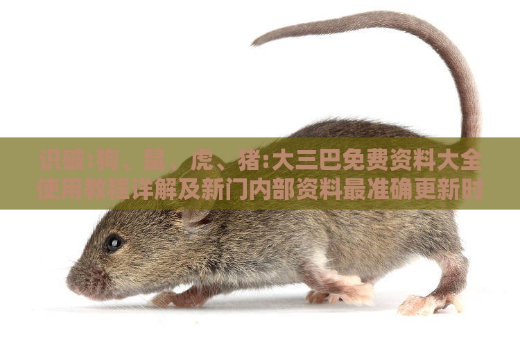 识破:狗、鼠、虎、猪:大三巴免费资料大全使用教程详解及新门内部资料最准确更新时间和远离误导的言辞-标准分析、专家解析解释与落实