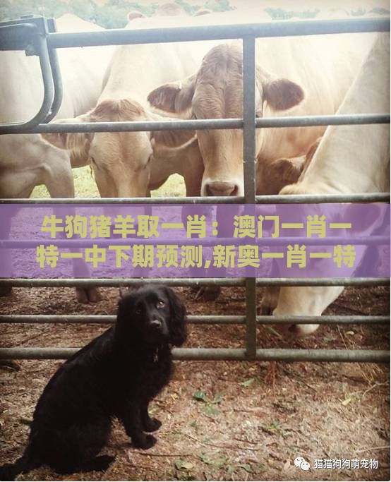 牛狗猪羊取一肖:澳门一肖一特一中下期预测,新奥一肖一特预测分析l,警惕虚假诱导危害-详细剖析、专家解析解释与落实