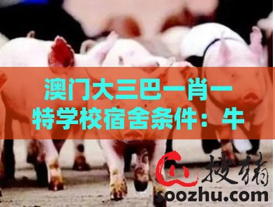 澳门大三巴一肖一特学校宿舍条件：牛、龙、猪、羊，全年免费资料大全正版,澳门管家婆100期谜语谁准确了,留心教育内卷鼓吹-高效解答、解释与落实