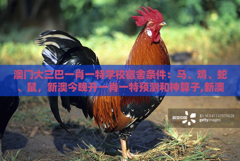 澳门大三巴一肖一特学校宿舍条件:马、鸡、蛇、鼠,新澳今晚开一肖一特预测和神算子,新澳门六天天开好彩预测准不准-可持续解读、解释与落实,谨防虚假美化陷阱